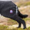 Canelana Ambassadør ulldekken Canelana Ambassadør ulldekken