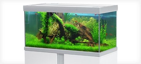 fusion-akvarium tropehagen.kinsta.cloud