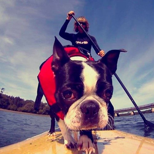 Ezydog flytevest Micro