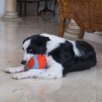 Chuckit-Indoor-Fumbler-Plysj-Rugby-7.jpg Chuckit! Indoor Fumbler Plysj Rugby