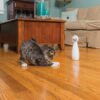 PetSafe-Frolicat-bolt-Laser.......jpg PetSafe Frolicat bolt Laser