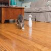 PetSafe-Frolicat-bolt-Laser...........jpg PetSafe Frolicat bolt Laser
