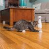 PetSafe-Frolicat-bolt-Laser.............jpg PetSafe Frolicat bolt Laser