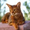 Myfamily-Abyssiner-IDtag...........jpg Myfamily Abyssiner IDtag