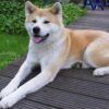 Myfamily-Akita-Inu-IDtag.jpeg Myfamily Akita Inu IDtag