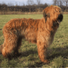 Myfamily-Briard-IDtag.png Myfamily Briard IDtag