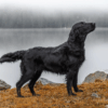 Myfamily-Flat-coated-retriever-IDtag.png Myfamily Flat coated retriever IDtag