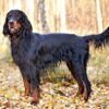 Myfamily-Gordon-Setter-IDtag.jpg Myfamily Gordon Setter IDtag