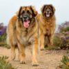 Myfamily-Leonberger-IDtag...jpg Myfamily Leonberger IDtag