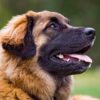 Myfamily-Leonberger-IDtag.....jpg Myfamily Leonberger IDtag