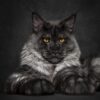 Myfamily-Maine-Coon-IDtag-1.jpg Myfamily Maine Coon IDtag