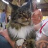 Myfamily-Maine-Coon-IDtag...............jpg Myfamily Maine Coon IDtag
