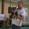 Myfamily-Maine-Coon-IDtag.................jpg Myfamily Maine Coon IDtag