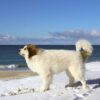 Myfamily-Pyreneerhund-IDtag.jpg Myfamily Pyreneerhund IDtag