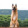 Belgian-Shepherd-Dog.jpg Myfamily Belgisk fårehund IDtag