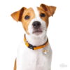 Jack-Russell.jpg Jack Russell