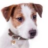 Jack-Russell-Broken...jpeg Jack Russell Broken