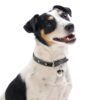 Jack-Russell-terrier-brun-sort.jpg Jack Russell terrier brun-sort