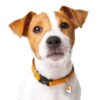 Jack-Russell-terrier-brun...jpeg Jack Russell terrier brun