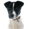 Jack-Russell-terrier-sort...jpg Jack Russell terrier sort