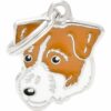 Jack-Russell-terrier.......jpg Jack Russell terrier