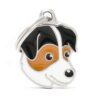 Jack-Russell-terrier...............jpg Jack Russell terrier