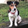 Jack-Russell-terrier.................jpg Jack Russell terrier