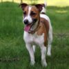 Jack-Russell....-scaled-1.jpg Jack Russell