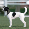 Jack-Russell.......png Jack Russell