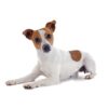 Jack-Russell.........jpg Jack Russell