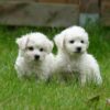 Myfamily-Bichon-frise-IDtag...................jpg Myfamily Bichon frisé IDtag