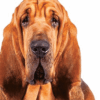 Myfamily-Blodhund-IDtag.......png Myfamily Blodhund IDtag