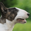 Myfamily-Bull-terrier-IDtag...........png Myfamily Bull terrier IDtag