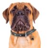 Myfamily-Bullmastiff-IDtag.........jpg Myfamily Bullmastiff IDtag
