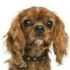 Myfamily-Cavalier-king-charles-IDtag.............................jpg Myfamily Cavalier king charles IDtag