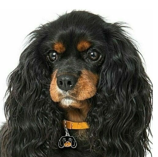 Myfamily Cavalier king charles IDtag