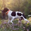 Myfamily-Engelsk-pointer-IDtag.......jpg Myfamily Engelsk pointer IDtag
