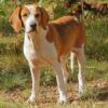 Myfamily-Foxhound.................jpg Myfamily Foxhound