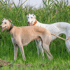 Myfamily-Greyhound-IDtag.............png Myfamily Greyhound IDtag