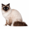 Myfamily-Hellig-birma-IDtag.....png Myfamily Hellig birma IDtag