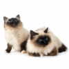 Myfamily-Hellig-birma-IDtag.......png Myfamily Hellig birma IDtag