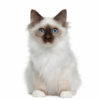 Myfamily-Hellig-birma-IDtag.........png Myfamily Hellig birma IDtag