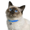 Myfamily-Hellig-birma-IDtag...............jpg Myfamily Hellig birma IDtag
