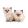 Myfamily-Hellig-birma-IDtag.................jpg Myfamily Hellig birma IDtag