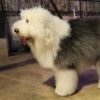 Myfamily-Old-English-Sheepdog-IDtag.jpg Myfamily Old English Sheepdog IDtag