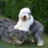 Myfamily-Old-English-Sheepdog-IDtag...jpg Myfamily Old English Sheepdog IDtag