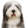 Myfamily-Old-English-Sheepdog-IDtag.......jpeg Myfamily Old English Sheepdog IDtag