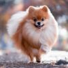 Myfamily-Pomeranian-IDtag...................jpg Myfamily Pomeranian IDtag