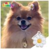 Myfamily-Pomeranian-IDtag.........................jpg Myfamily Pomeranian IDtag
