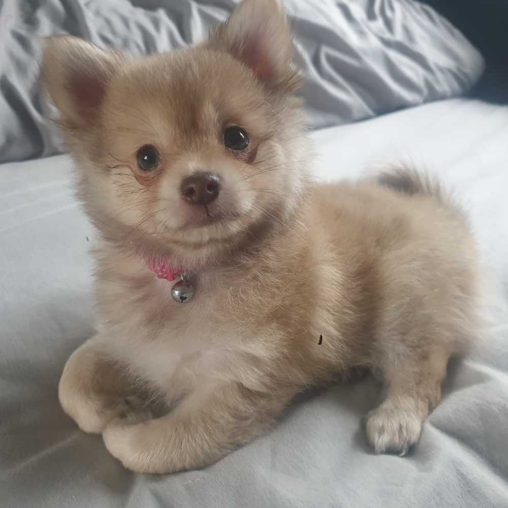 Myfamily-Pomeranian-IDtag.............jpg Myfamily Pomeranian IDtag